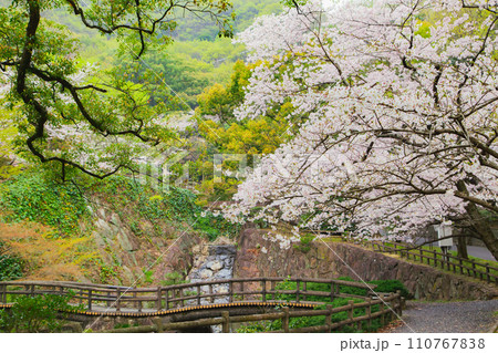 香川県三豊市豊中町 不動の滝カントリーパークの桜 香川県三豊市豊中町 不動の滝カントリーパークの桜 110767838