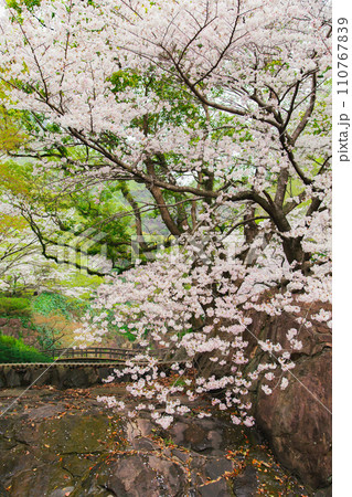香川県三豊市豊中町 不動の滝カントリーパークの桜 香川県三豊市豊中町 不動の滝カントリーパークの桜 110767839