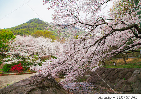 香川県三豊市豊中町 不動の滝カントリーパークの桜 香川県三豊市豊中町 不動の滝カントリーパークの桜 110767843