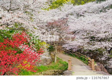 香川県三豊市豊中町　不動の滝カントリーパークの桜 110767867