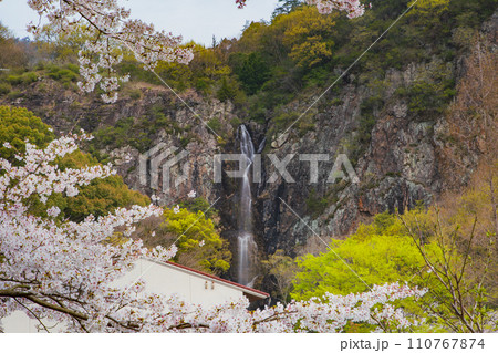 香川県三豊市豊中町 不動の滝カントリーパークの桜 香川県三豊市豊中町 不動の滝カントリーパークの桜 110767874