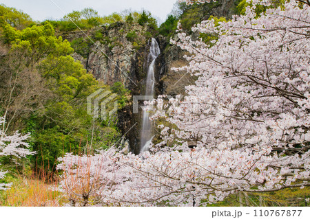 香川県三豊市豊中町　不動の滝カントリーパークの桜 110767877