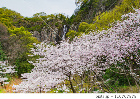 香川県三豊市豊中町 不動の滝カントリーパークの桜 香川県三豊市豊中町 不動の滝カントリーパークの桜 110767878
