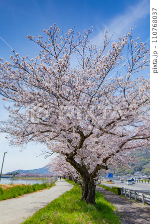 香川県坂出市 鎌田池の桜並木 香川県坂出市 鎌田池の桜並木 110768037