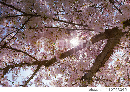香川県坂出市 鎌田池の桜並木 香川県坂出市 鎌田池の桜並木 110768046