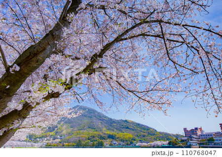 香川県坂出市 鎌田池の桜並木 香川県坂出市 鎌田池の桜並木 110768047