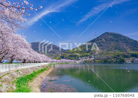 香川県坂出市 鎌田池の桜並木 香川県坂出市 鎌田池の桜並木 110768048