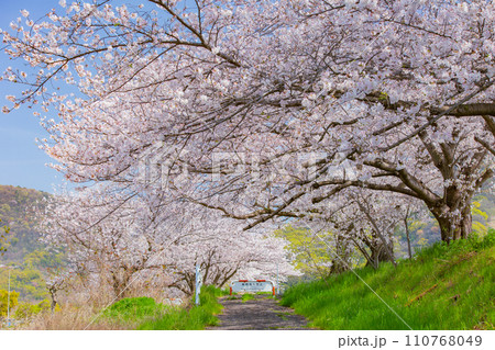 香川県坂出市 鎌田池の桜並木 香川県坂出市 鎌田池の桜並木 110768049