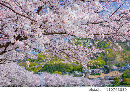 香川県坂出市 鎌田池の桜並木 香川県坂出市 鎌田池の桜並木 110768050