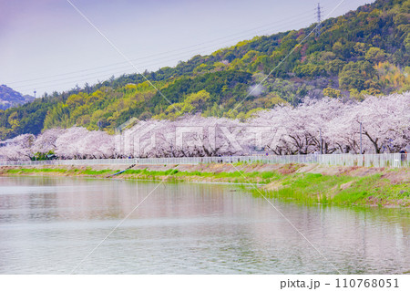 香川県坂出市 鎌田池の桜並木 香川県坂出市 鎌田池の桜並木 110768051