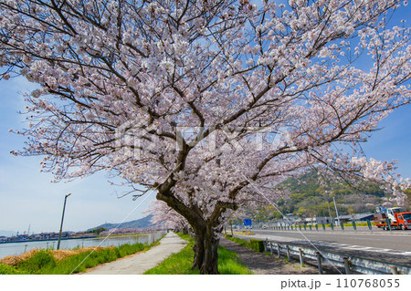 香川県坂出市　鎌田池の桜並木 110768055