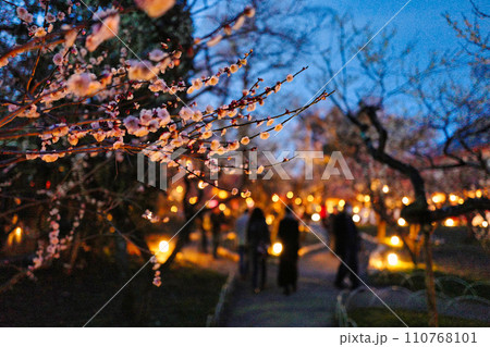 夜の梅の木 夜の梅の木 110768101