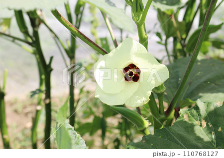 オクラの花 110768127