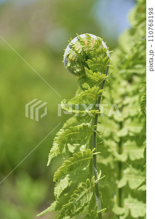 こごみの先端（山菜） 110768198