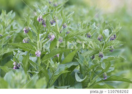 ヒレハリソウの花 110768202