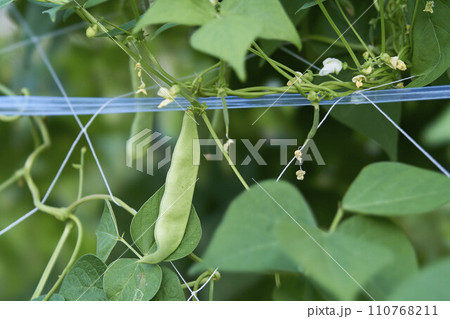 モロッコいんげん 110768211