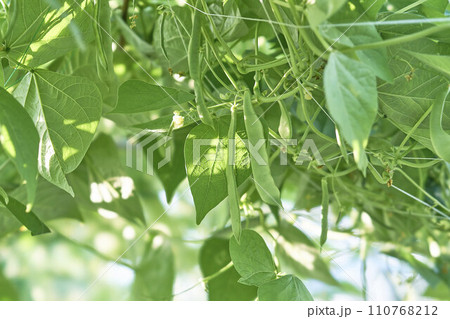 モロッコいんげん 110768212