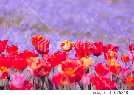 国営讃岐まんのう公園　チューリップ畑 110768405