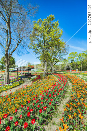 国営讃岐まんのう公園　チューリップ畑 110768416