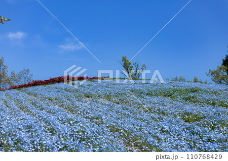 国営讃岐まんのう公園 チューリップ畑 国営讃岐まんのう公園 チューリップ畑 110768429