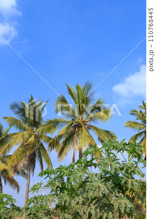 インド_ヤシの木のある風景 110768445