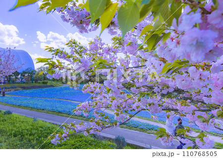 国営讃岐まんのう公園　ネモフィラ畑 110768505