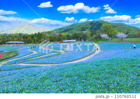 国営讃岐まんのう公園　ネモフィラ畑 110768512