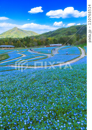 国営讃岐まんのう公園　ネモフィラ畑 110768514
