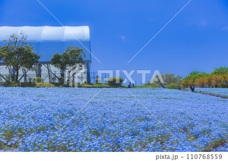 国営讃岐まんのう公園 ネモフィラ畑 国営讃岐まんのう公園 ネモフィラ畑 110768559