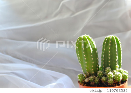 ビャクダン 鉢植え ビャクダン 鉢植え 110768583