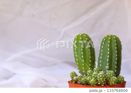 ビャクダン　鉢植え 110768600