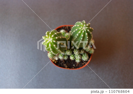 ビャクダン　鉢植え 110768604