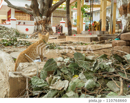 インド_寺院に住むネコの風景 110768660