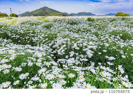 海辺の花畑 フラワーパーク浦島 海辺の花畑 フラワーパーク浦島 110768678