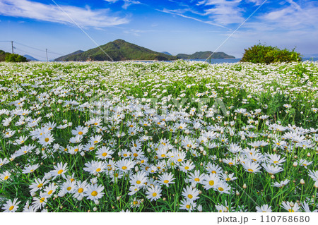 海辺の花畑　フラワーパーク浦島 110768680