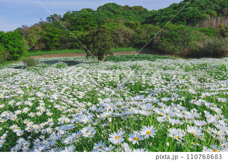 海辺の花畑　フラワーパーク浦島 110768683