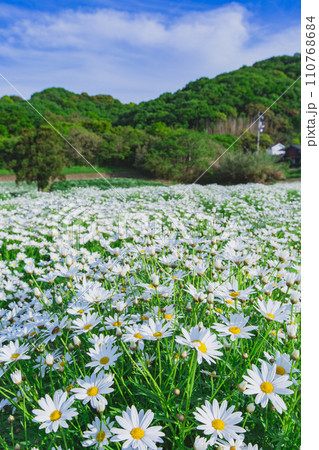 海辺の花畑 フラワーパーク浦島 海辺の花畑 フラワーパーク浦島 110768684