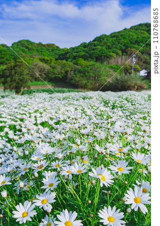 海辺の花畑 フラワーパーク浦島 海辺の花畑 フラワーパーク浦島 110768685