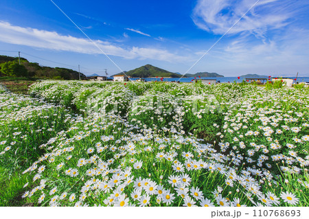 海辺の花畑 フラワーパーク浦島 海辺の花畑 フラワーパーク浦島 110768693
