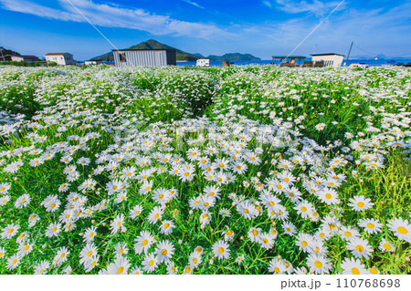 海辺の花畑　フラワーパーク浦島 110768698