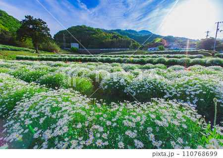 海辺の花畑　フラワーパーク浦島 110768699