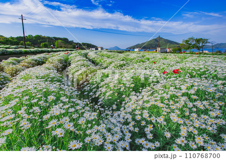 海辺の花畑 フラワーパーク浦島 海辺の花畑 フラワーパーク浦島 110768700