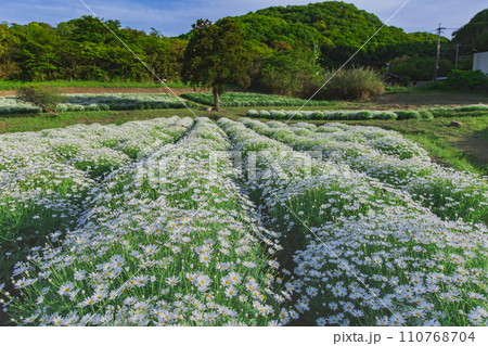 海辺の花畑　フラワーパーク浦島 110768704