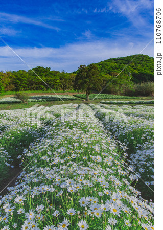 海辺の花畑　フラワーパーク浦島 110768706