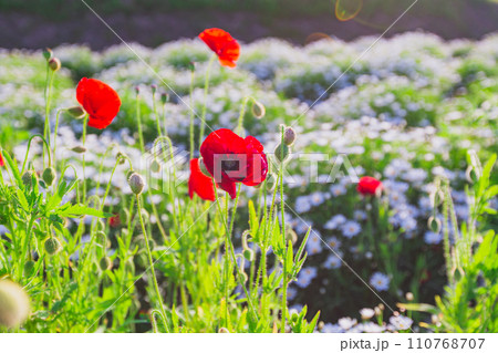 海辺の花畑　フラワーパーク浦島 110768707