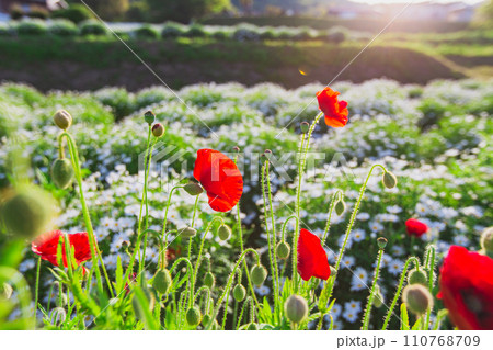 海辺の花畑　フラワーパーク浦島 110768709