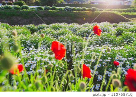 海辺の花畑 フラワーパーク浦島 海辺の花畑 フラワーパーク浦島 110768710