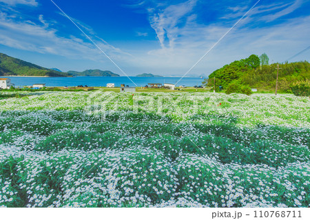 海辺の花畑　フラワーパーク浦島 110768711