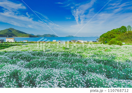 海辺の花畑 フラワーパーク浦島 海辺の花畑 フラワーパーク浦島 110768712