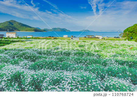 海辺の花畑　フラワーパーク浦島 110768724